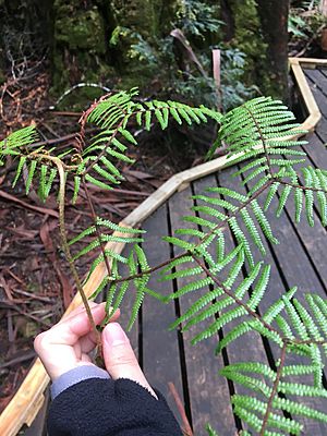 Gleichenia microphylla Tasmania