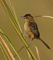 Golden-headed Cisticola AMSM1350