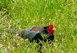 Green Pheasant in Spring