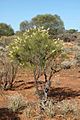 Grevillea obliquistigma habit