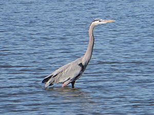 Grey Heron in Seabrook Texas 2014