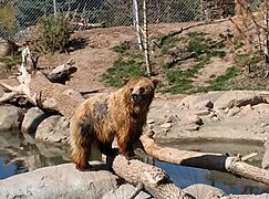 Grizzly Bear in Zoo