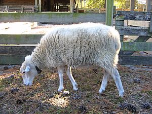 Gulf Coast Native sheep