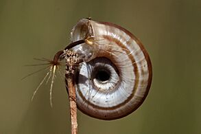Heath snail (Helicella itala) banded form, umbilical