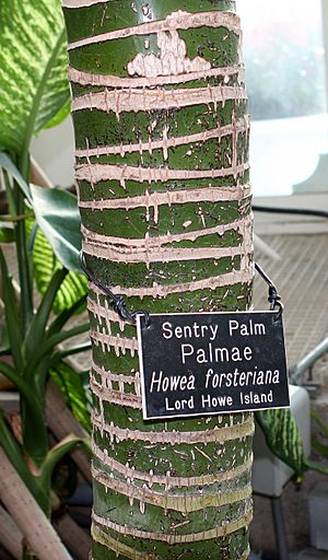 Howea forsteriana Palms3