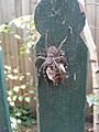 Huntsman Spider egg sac hatching 23 Jan 11