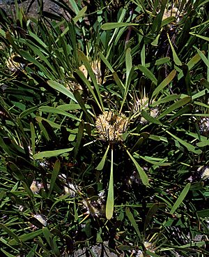 Isopogon polycephalus.jpg