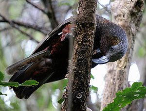 Kaka drilling into branch