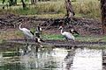 Kakadu Brolga and Pied Geese