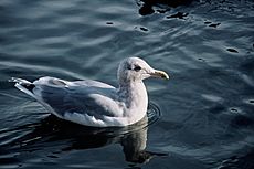 Larus glaucescens1