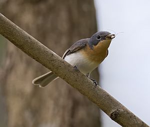 Leaden flycatcher2.jpg