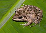 Leptodactylus fragilis01