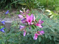 Lespedeza thunbergii2