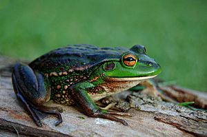 Litoria raniformisA.JPG