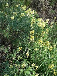 Lupinus arboreus