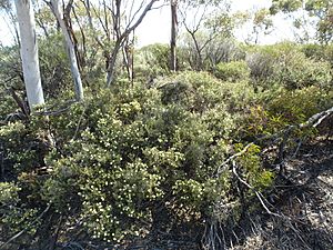 Melaleuca johnsonii (habit).JPG