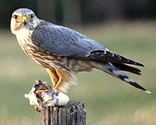 Merlin prey fencepost Cochrane cropped