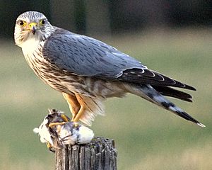 Merlin prey fencepost Cochrane cropped.jpg