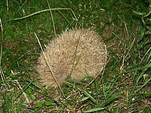 Milton blonde hedgehog