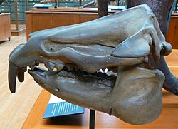 Moeritherium lyonsi skull.JPG