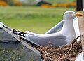 Nesting Herring Gull