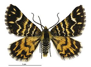 Notoreas simplex male.jpg