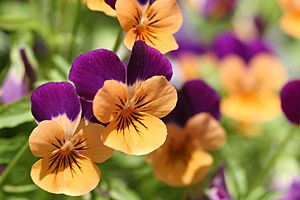 Orange violet pansies