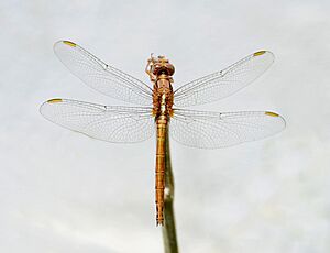 Orthetrum August 2017-1.jpg