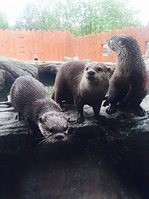 Otter family