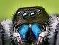 Phidippus audax male