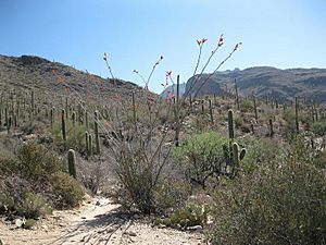 Pima Canyon Approach