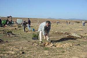 Plantando encinas