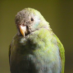 Psephotus dissimilis (female) -Burgers Zoo-8a-3c