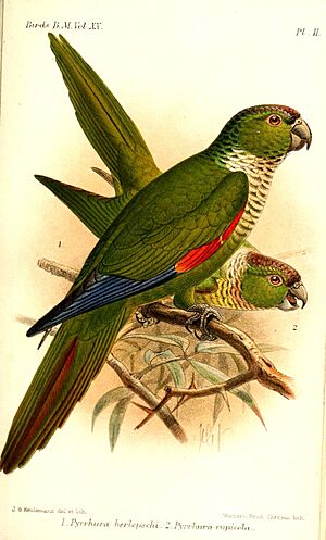 PyrrhuraKeulemans