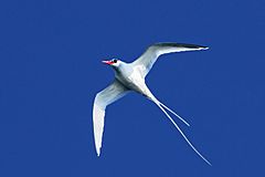 Red-billed-Tropicbird-ventral.jpg