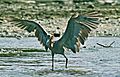 Reddish Egret Canopy Fishing (1 of 1)