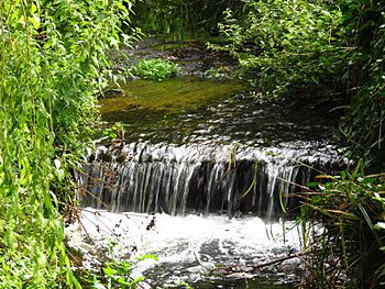 River Poddle at Poddle Park.jpg