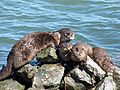 River otter Richmond Marina Scott Campbell July 29, 2010