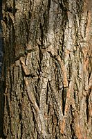 Robinia pseudacacia bark