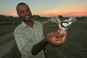 Sama Madagascar plover