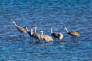 Sandhill crane (32813961851)