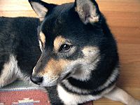 Shiba inu blacktan