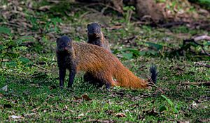 Stripe-necked mongoose