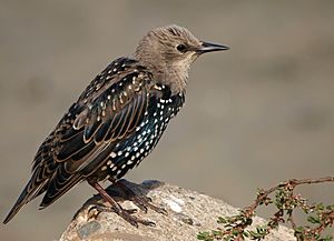 Sturnus vulgaris -California-8