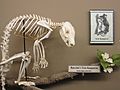 Tree kangaroo skeleton