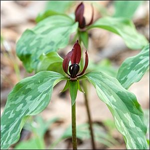 Trillium recurvatum AR.jpg