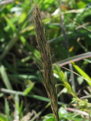 Trisetum canescens.jpeg