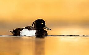 Tufted duck in nagadaha lake