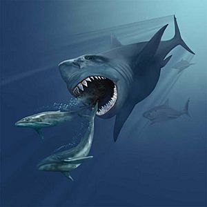 VMNH megalodon