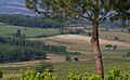 Vignoble de Limoux